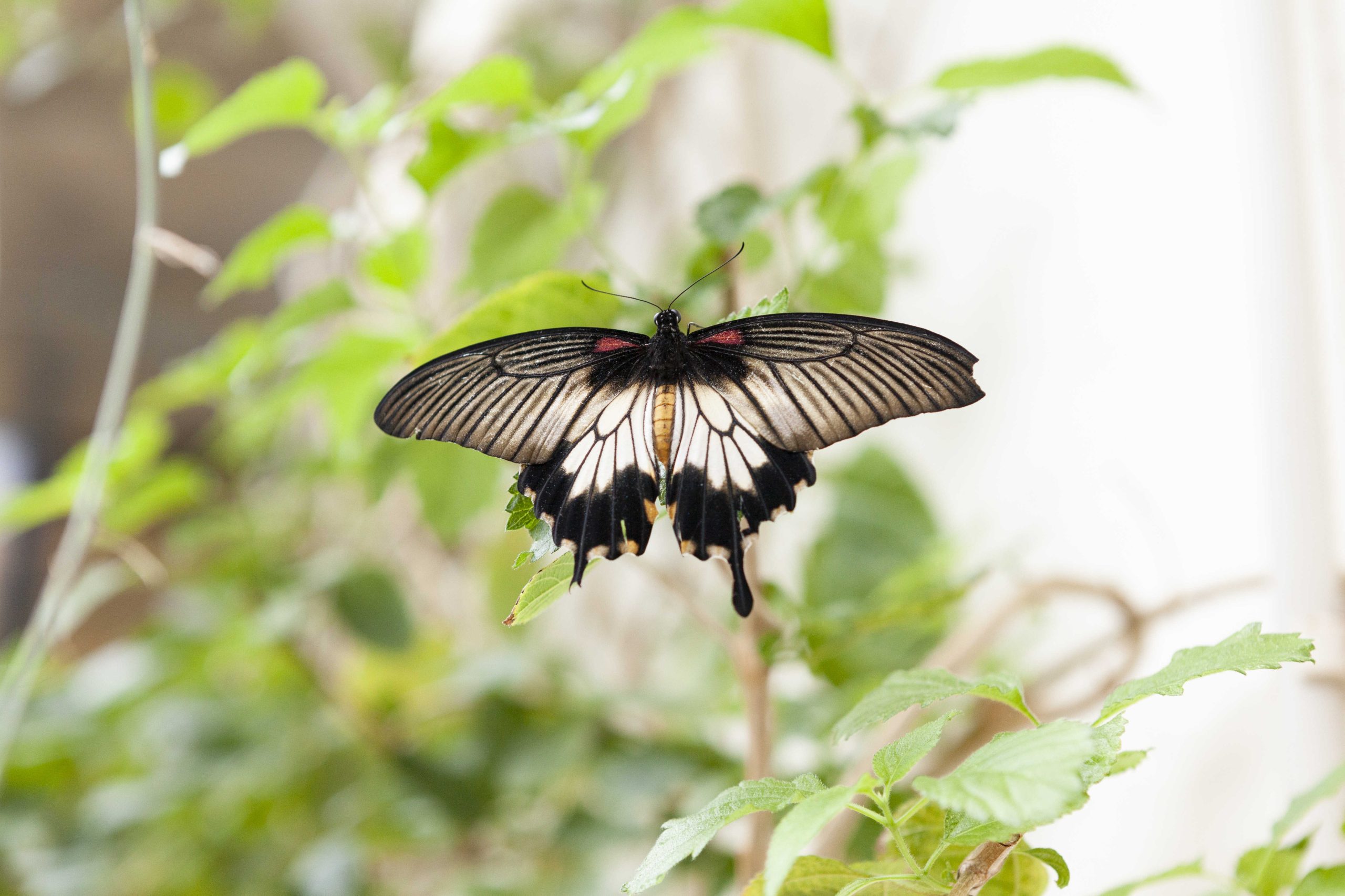 a beautiful butterfly perched on the stem of a plant