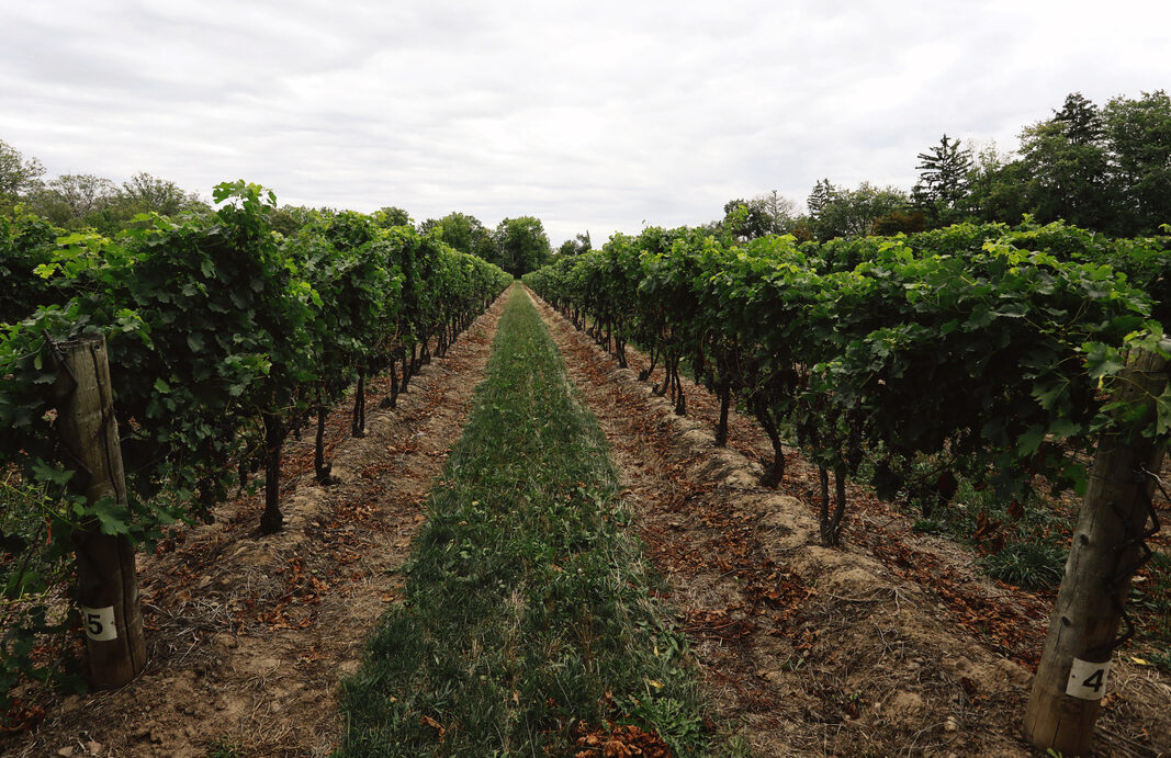 Vineyard at Niagara Region