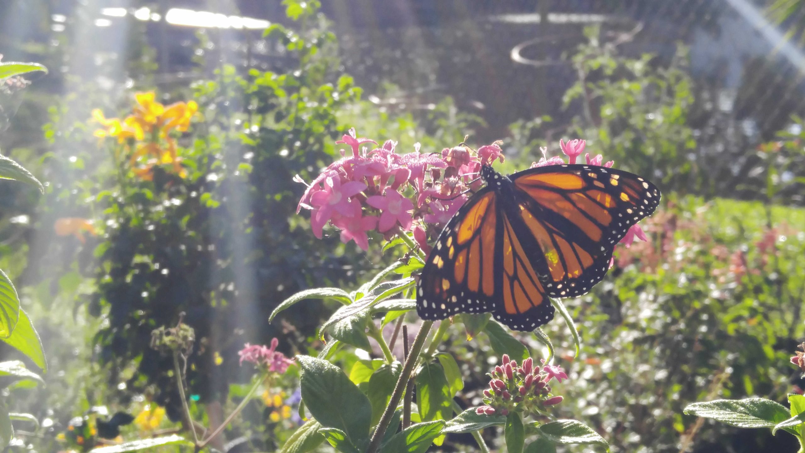 Butterfly Conservatory Niagara Falls