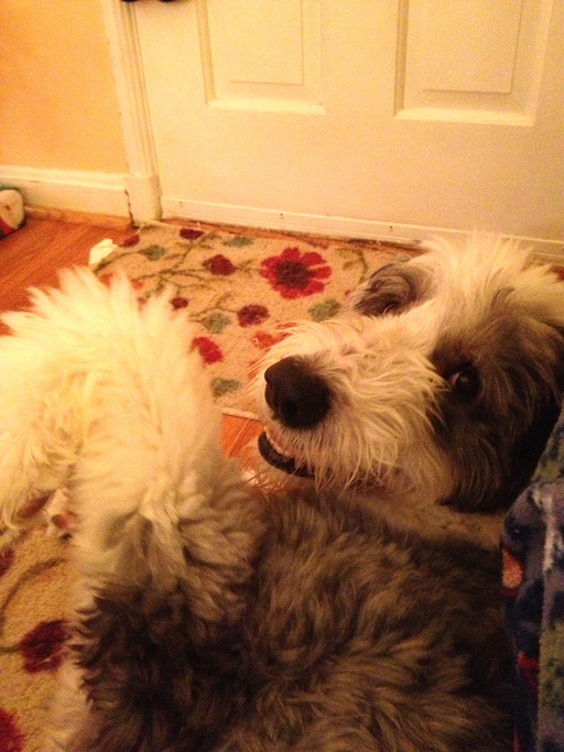 Cozy stay in niagara: Pet-friendly travel to Niagara