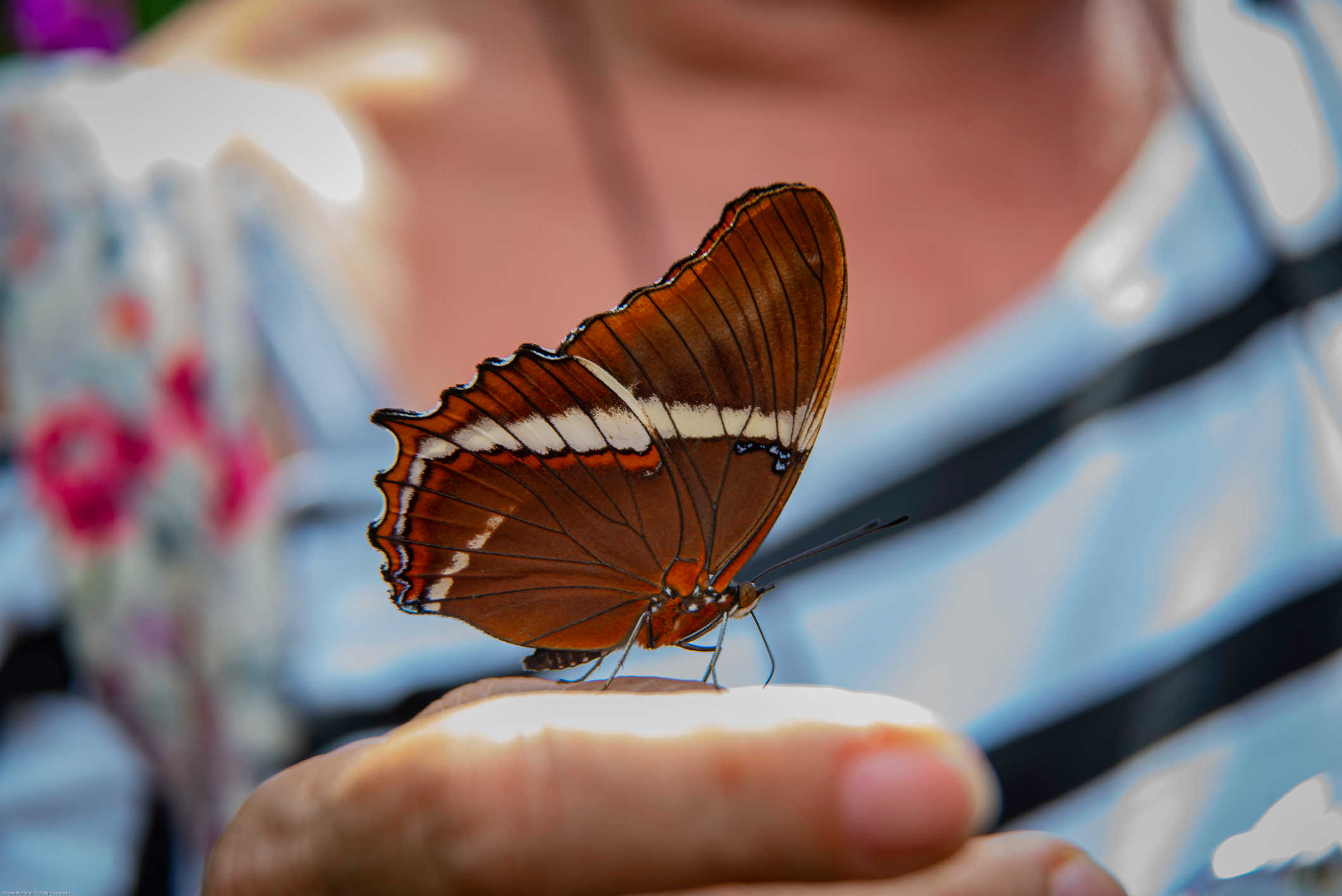 A butterfly lands on hand at the butterfly conservatory