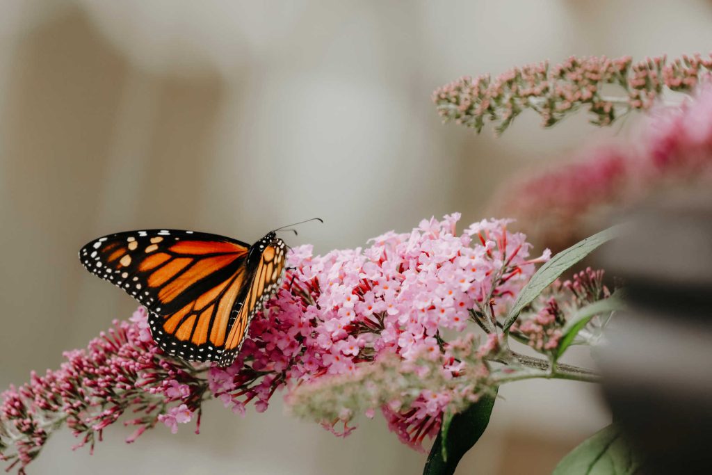 The Butterfly Conservatory