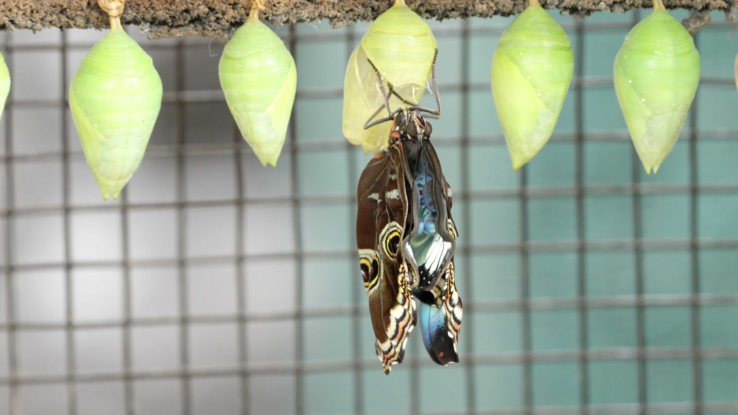 An emerging butterfly
