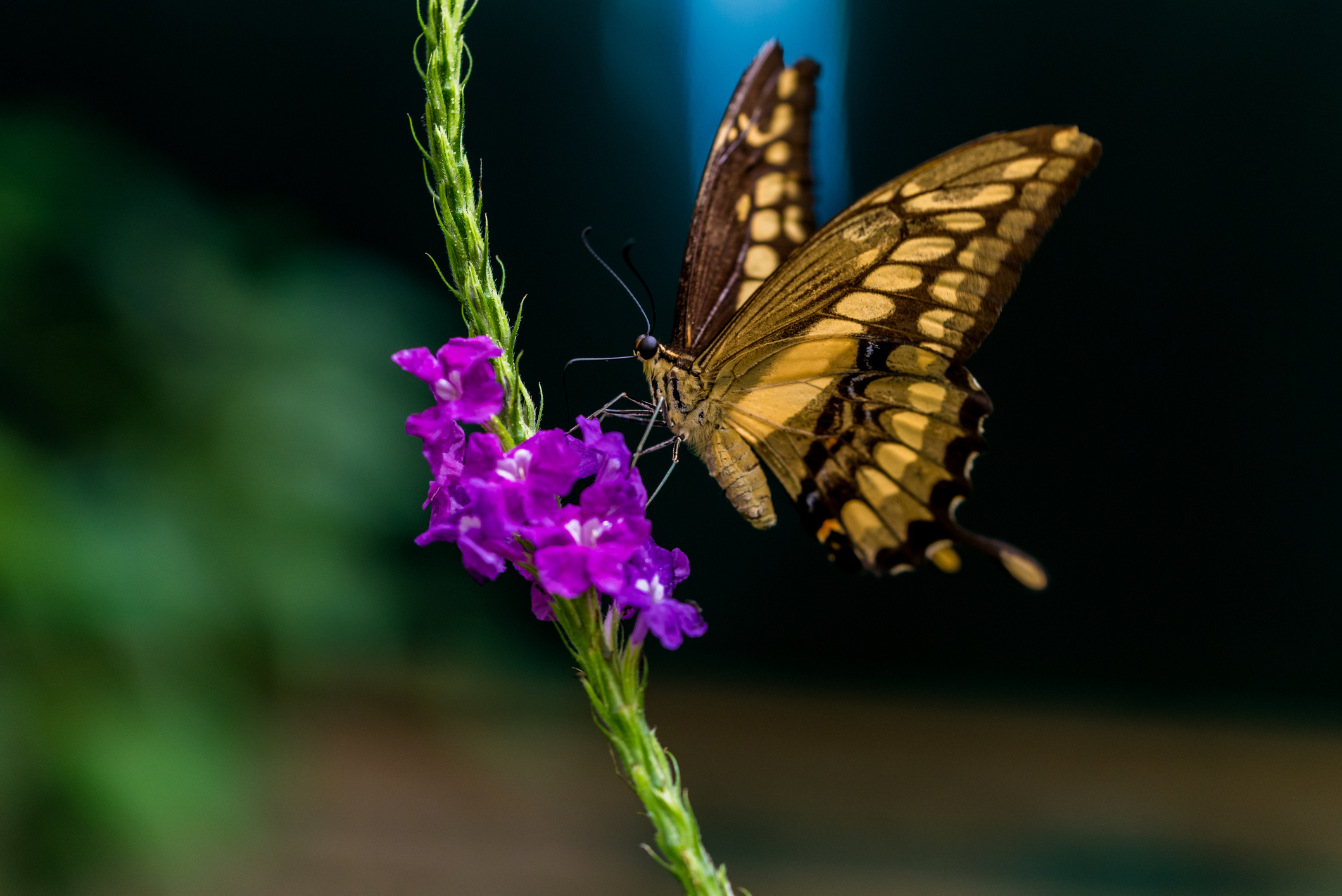 Beautiful butterfly landing on a beautiful flower