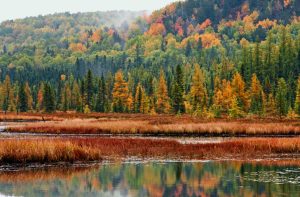 Where to See the Best Fall Foliage in Canada (with Exact Dates!)