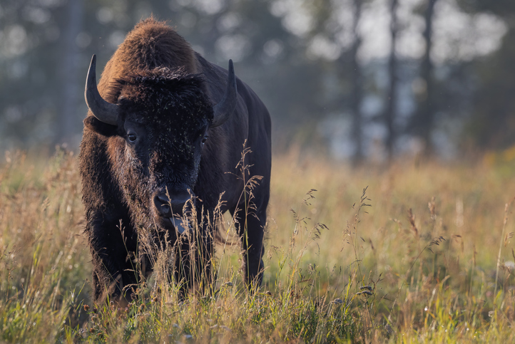 Bison wandering a field in Alberta