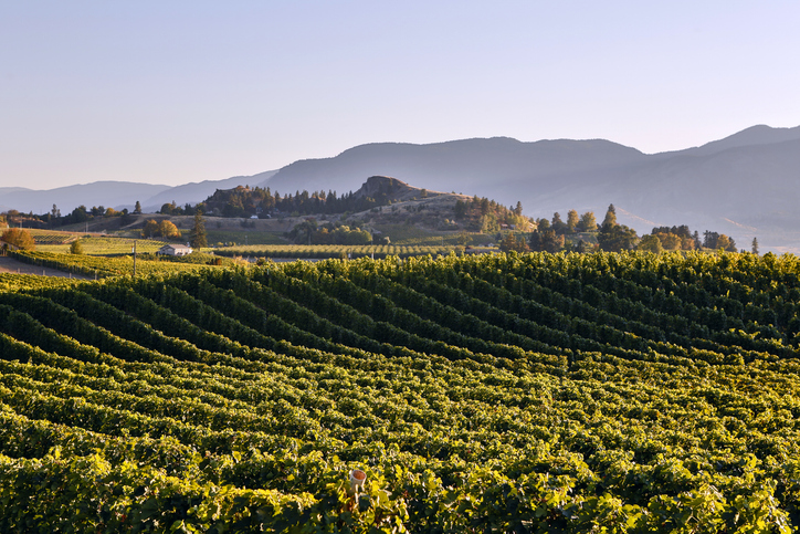 Black Widow Winery