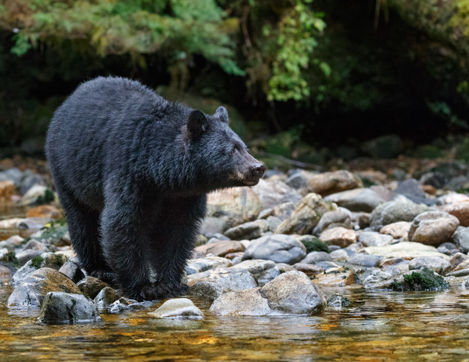 Black bear in Mainland British Columbia