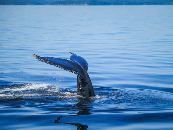 Blue whale in Quebec
