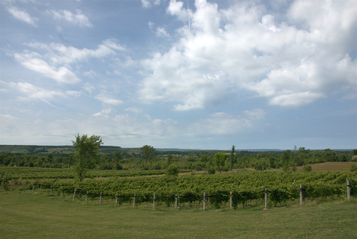 Camelot Vineyards