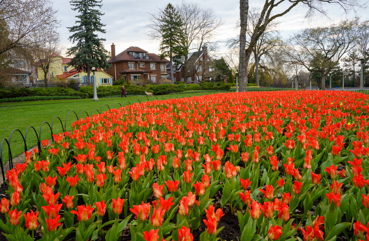 Canadian Tulip Festival, Ontario: Spring in Canada Must-Visit Flower Bloom Destinations