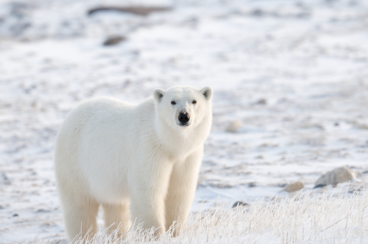 Churchill, Manitoba