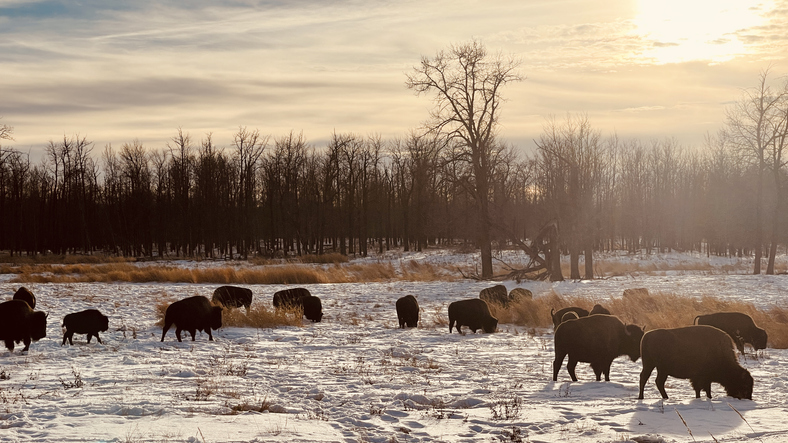Elk Island National Park: Canada in Summer 2025 - Hidden Gems to Beat the Crowds