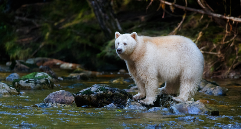 Great Bear Rainforest, British Columbia: Canada’s Most Instagrammable Towns & Natural Wonders