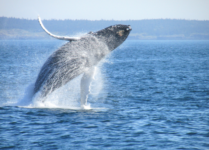 Humpback whale in the Bay of Fundy: Epic Wildlife Encounters in Canada