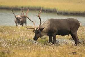 Top Canadian Zoos, Museums & Attractions for Kids