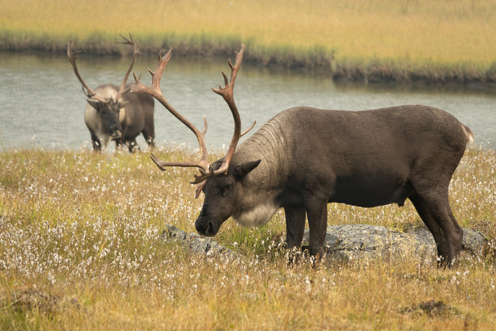 Top Canadian Zoos, Museums & Attractions for Kids