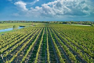Top Wineries and Vineyards in Canada to Visit This Year