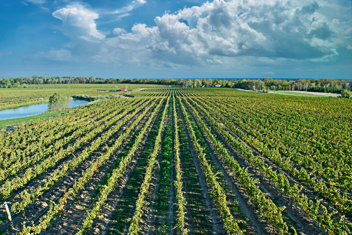 Top Wineries and Vineyards in Canada to Visit This Year