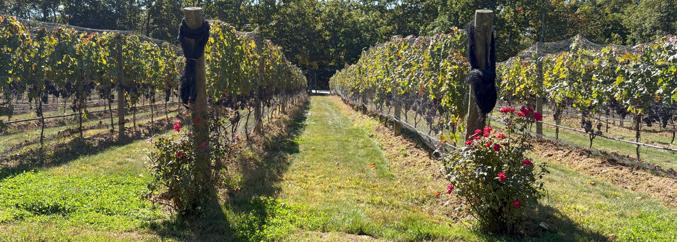 Laughing Stock Vineyards: Top Wineries and Vineyards in Canada to Visit This Year