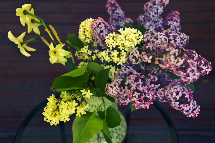 Lilacs and Daffodils: Spring in Canada Must-Visit Flower Bloom Destinations