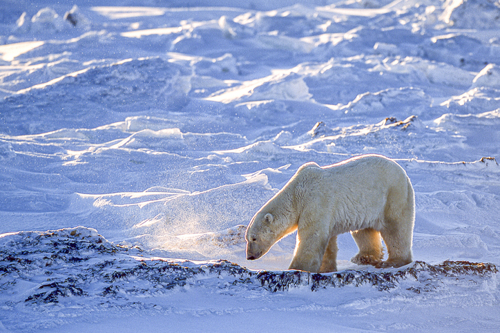 Manitoba polar bear