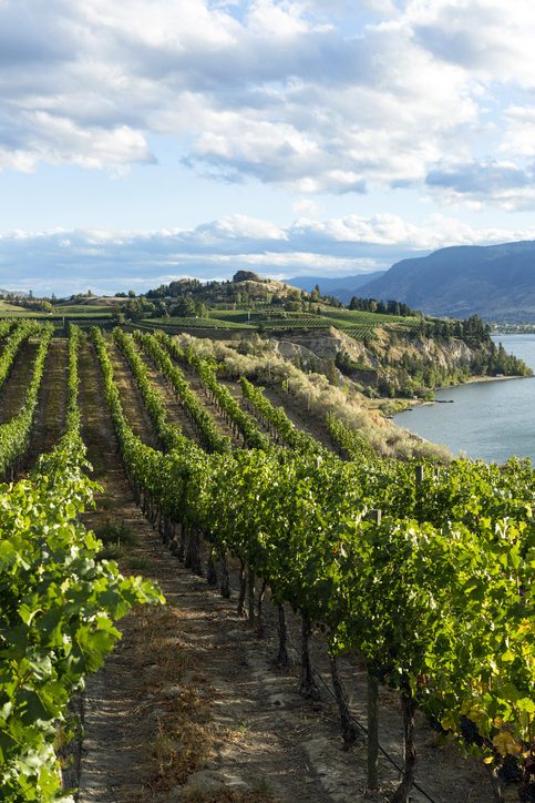 Marichel vineyard