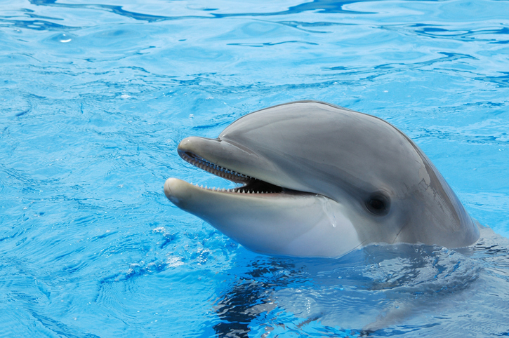 Marine Land, Niagara Falls: Top Canadian attractions for kids
