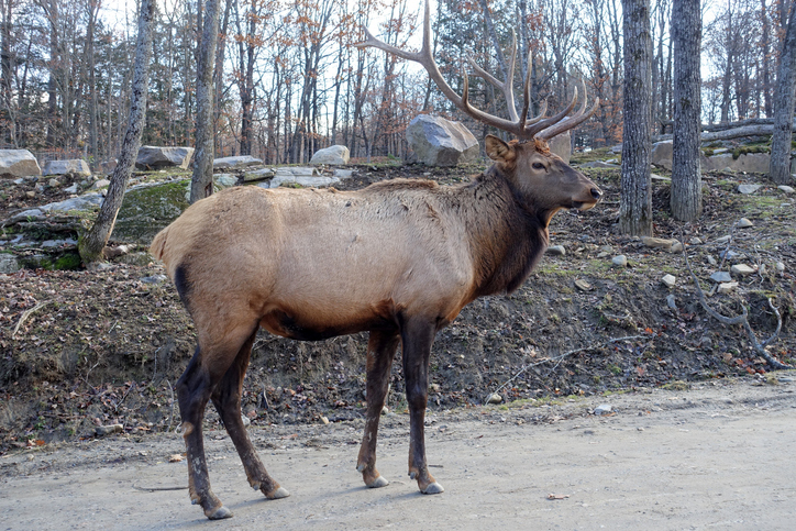Montebello, Quebec