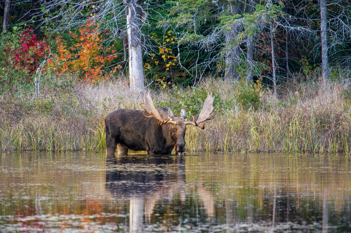 Moose in Ontario