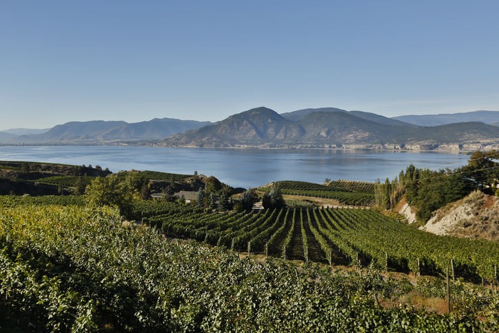 Nichol Vineyard