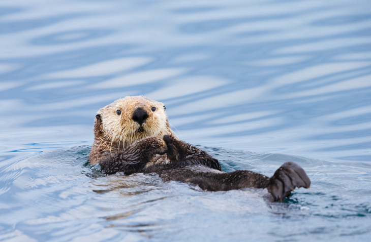 Otters in Vancouver Island