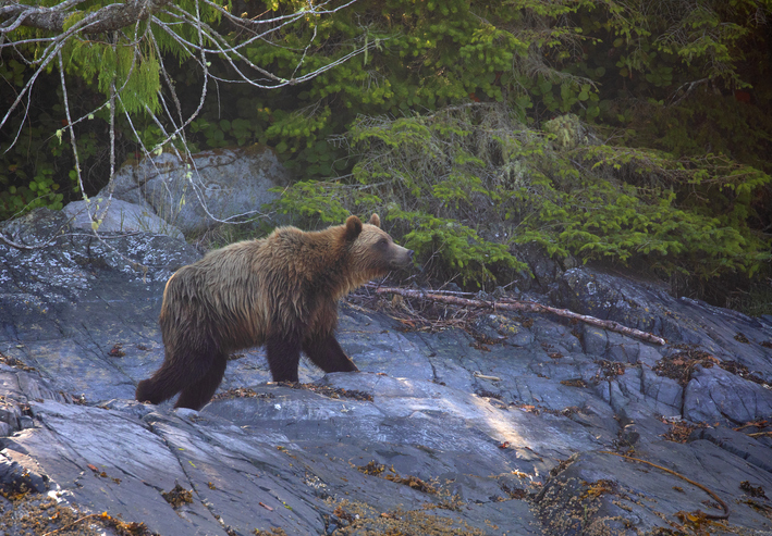 Private wildlife safari in British Columbia: Luxury Travel in Canada: 10 Splurge-Worthy Experiences