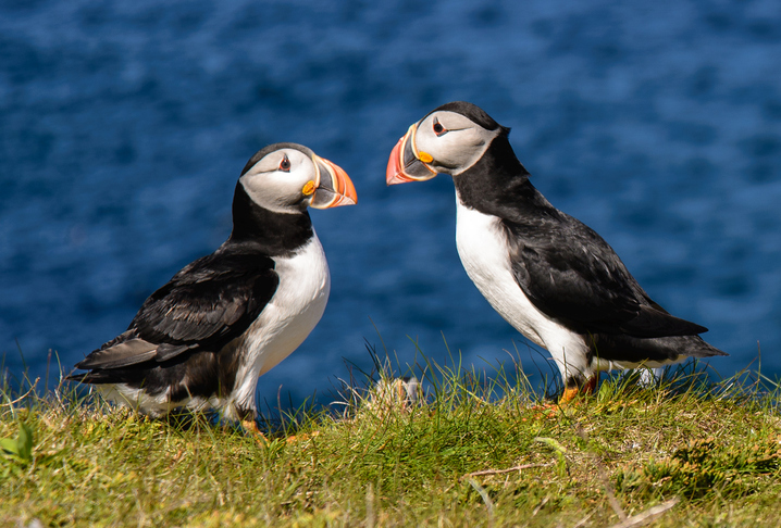 Puffins in Newfoundland