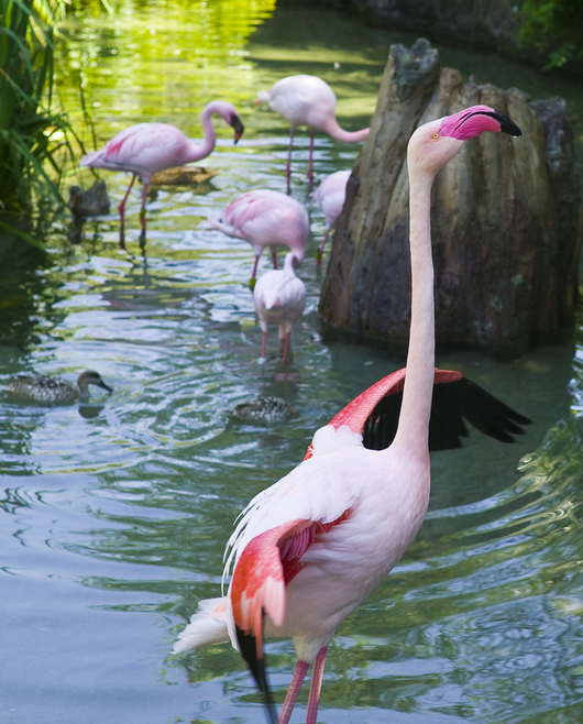 Safari Niagara: Top Canadian attractions for kids