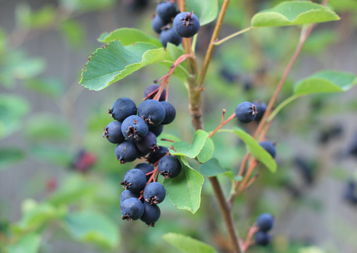 Saskatoon Berries: Tastes of Canada