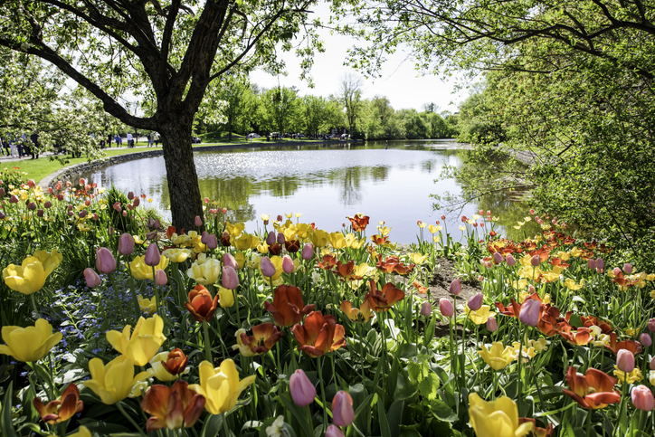 Spring in Canada: Must-Visit Flower Bloom Destinations