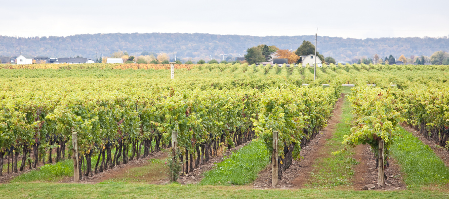Vineyard in Niagara