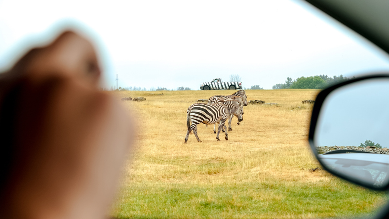 African Lion Safari: Things to Do In Hamilton, Ontario, Canada