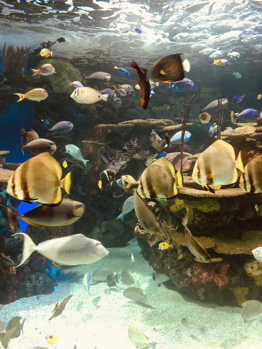 Ripley’s Aquarium of Canada