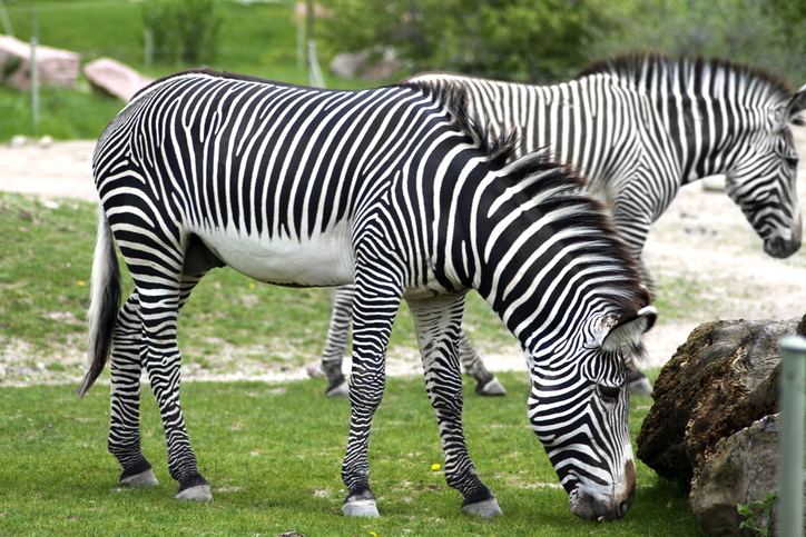 Toronto Zoo