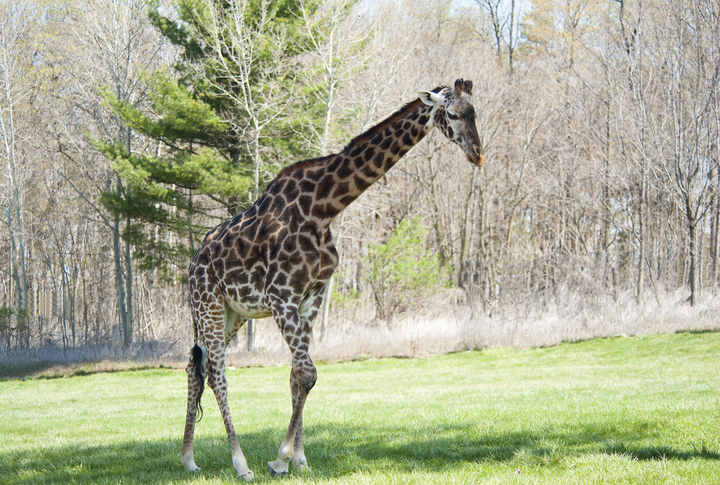 Toronto Zoo
