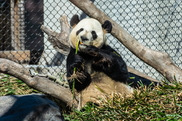 Toronto Zoo: Things to Do In Brampton, Ontario, Canada