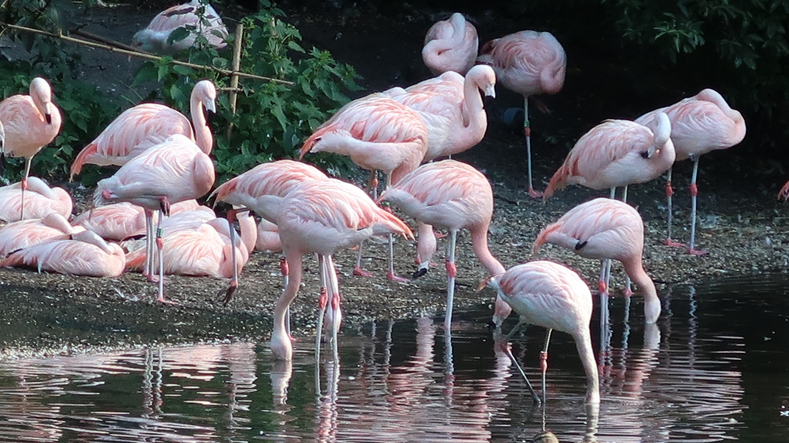 ARTIS Amsterdam Royal Zoo