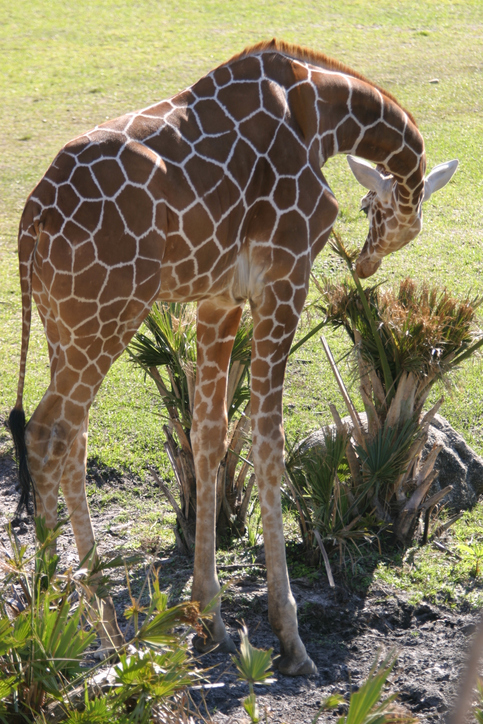 Brevard Zoo