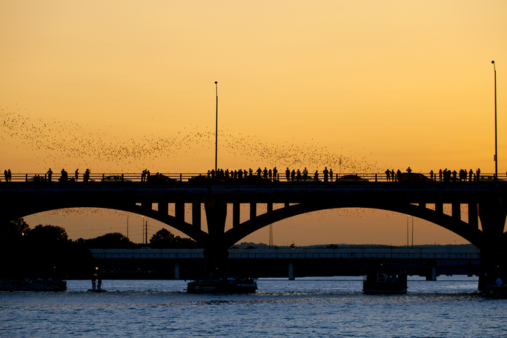 Congress Avenue Bridge Bat Watching