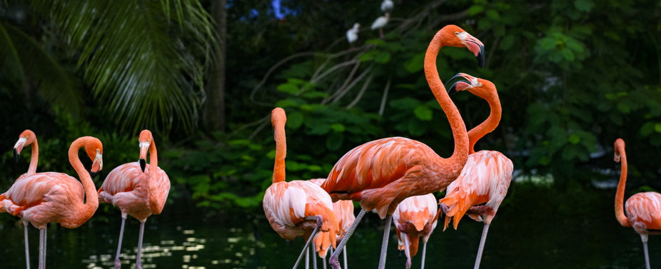 Flamingo Gardens