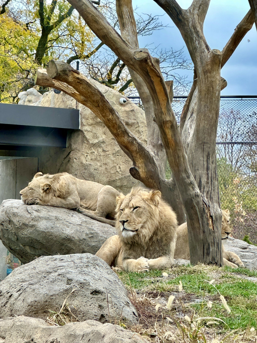 Lincoln Park Zoo