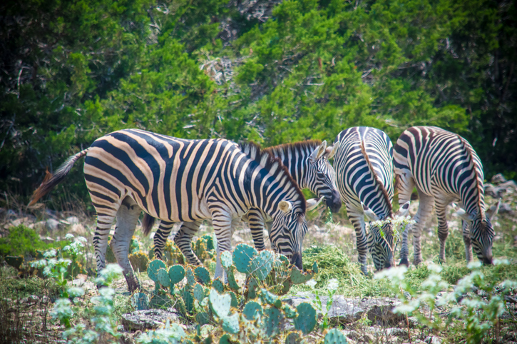 Natural Bridge Wildlife Ranch