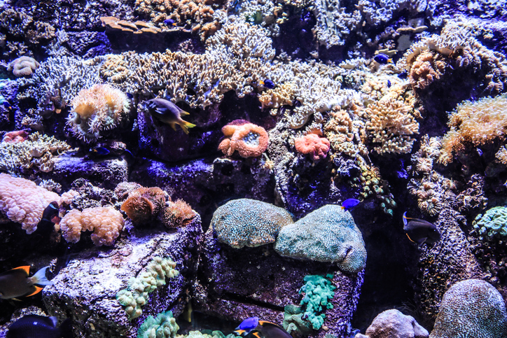 The Lost Chambers Aquarium: Best Indoor Activities in Dubai